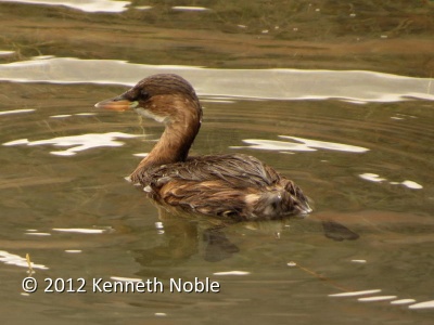 little grebe (Tachybaptus ruficollis) Kenneth Noble